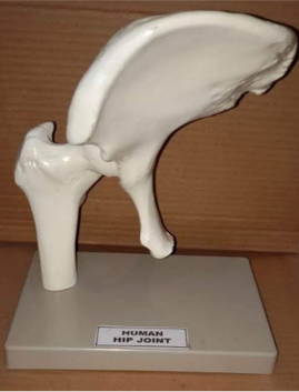Model of Joint Model of Joint